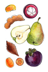 Watercolor exotic fruit sketch. Colorful food image. Mangosteen, pear, tamarind, herring, kumquat - 779935883