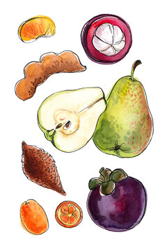 Watercolor exotic fruit sketch. Colorful food image. Mangosteen, pear, tamarind, herring, kumquat