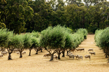 Sheep grazing in olive grove in Margaret River region