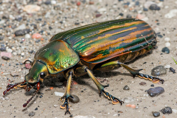 Naklejka premium Green june beetle bug insect grub coleopteran fly entomology animal