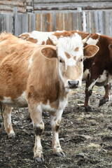 Fototapeta premium Portrait of a brown-white cow grazing on a farm behind a fence