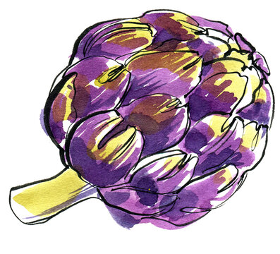 Artichoke painted with watercolors on a white background. Colored watercolor 