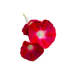 A vivid image featuring three red ipomea petals in the center; ideal for backgrounds, romantic themes, or floral designs, exuding a soft, inviting mood.