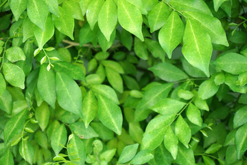 Green leaf for background textured usage