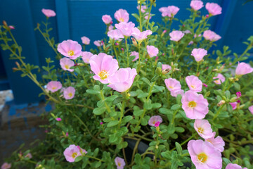 Liht pink flowering purslane or pussley
