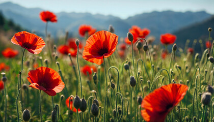 Obraz premium Red poppy. Poppy flowering. Mountain landscape with blooming red poppy. AI generated