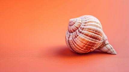 A solitary seashell placed elegantly on a tranquil coral-colored background