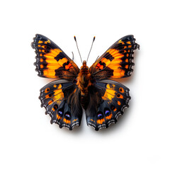 Butterfly Close Up on White Background. Generative AI