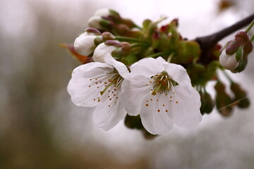 The revival of nature; photo with a branch of cherry flowers; Prunus avium