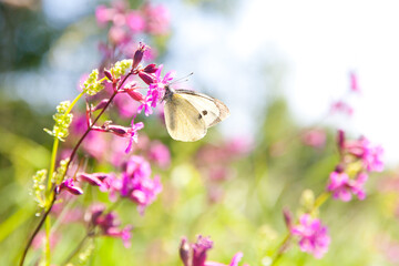 Small veined white butterfly, Pieris napi. Summer landscape with pink flowers.