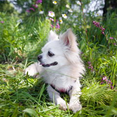 White chihuahua dog resting in the spring blooming forest.