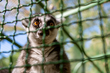 Cute lemur (ring-tailed lemur, Lemur catta) resting in the sun rays while sitting in an enclosure at the zoo close-up