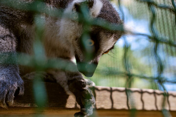 Fototapeta premium Cute curious lemur (ring-tailed lemur, Lemur catta) in an enclosure in a zoo close-up, soft focus