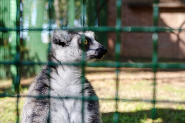 Cute lemur (ring-tailed lemur, Lemur catta) resting in the sun rays while sitting in an enclosure at the zoo close-up