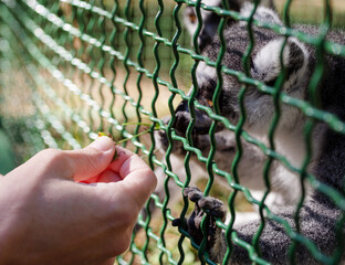 Fototapeta premium Cute curious lemur in an enclosure and a human's hand holding out a blade of grass in a zoo close-up, soft focus.