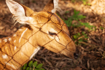 A small spotted deer rests in a park behind a mesh fence on a sunny day. Animal watching