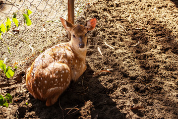 A small spotted deer rests in a park behind a mesh fence on a sunny day. Animal watching