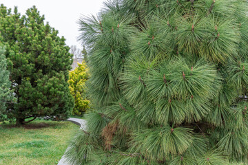 Long needles of pine jeffreyi joppi and branches of evergreen plants. Green coniferous tree in...