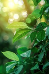 Fototapeta na wymiar Sun-Kissed Greenery: Vibrant Leaves and Gentle Bokeh Generative AI