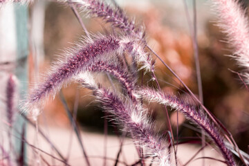 Desho grass or we call grass ,Pennisetum pedicellatum