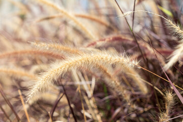 Desho grass or we call grass ,Pennisetum pedicellatum