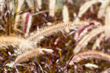 Desho grass or we call grass ,Pennisetum pedicellatum