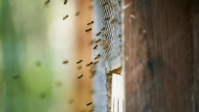 Natural house for red mason bees. Spring gardening. Slow motion.