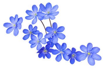 Group of blue liverwort flower blossoms, hepatica nobilis, isolated image on transparent background