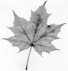 Black and white plane tree leaf