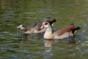 A couple of adult Egyptian or Nile geese (Alopochen aegyptiaca) swims in the pond - 779948633
