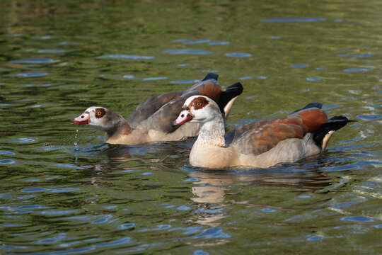 A couple of adult Egyptian or Nile geese (Alopochen aegyptiaca) swims in the pond