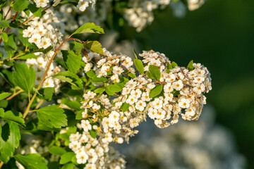 A branches of an apple tree with white flowers blooms in the garden , close up.