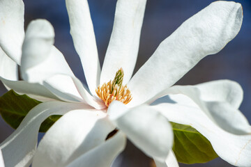 Delightful blooming white magnolia flowers against the clouds sky. Fantasy spring background. Amazing white magnolia flowers © Елена Загорий