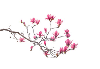 magnolia flower branch isolated on white background - 779950468