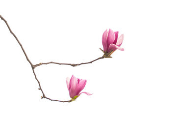 magnolia flower branch isolated on white background - 779950480