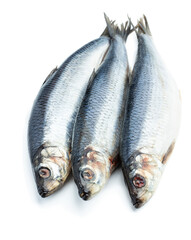 Raw herring fresh fish isolated on white