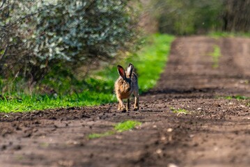 wild animal - a steppe hare runs along a country road along a shelterbelt and field (South of Russia) on a sunny day in early spring