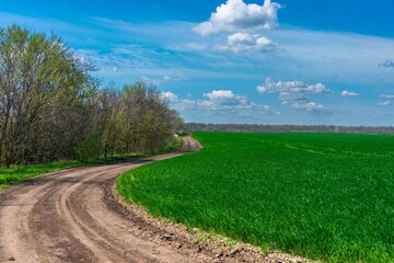 A country dirt road curves between a green field of winter wheat and a shelterbelt in southern Russia on a sunny day in early spring.