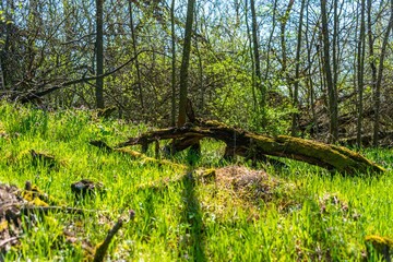 an old half-rotten tree trunk, overgrown with green moss, in bright spring grass in a clearing of a deciduous forest in the south of Russia on a sunny day