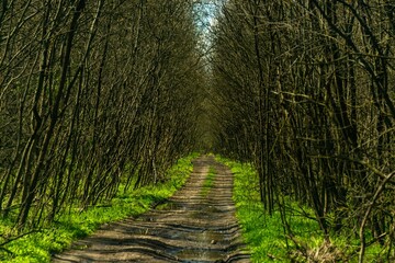 straight country dirt road through a deciduous forest transparent due to winter in the south of Russia on a sunny day