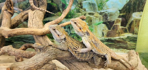 Two brown lizards of the Agamaceae family are sitting in a terrarium on dry branches.