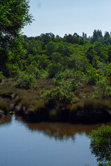 Fototapeta na wymiar lake in the forest 