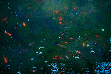 A pond full of golden fish shot while is raining