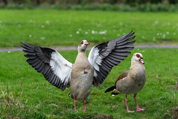 An adult female Nile or Egyptian goose (Alopochen  aegyptiaca) in breeding plumage flaps its wings while standing on the shore of a lake next to a male - 779955268