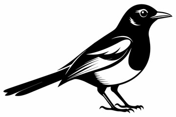 Magpie robin black silhouette vector design .