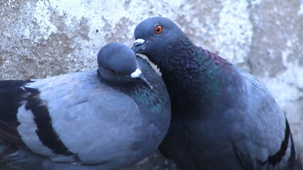 close up of a pigeon