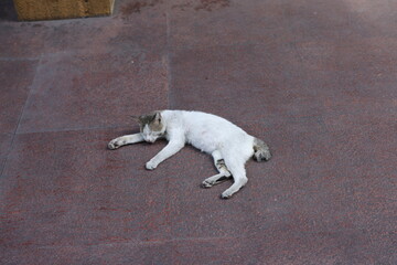Stray cat resting on the sidewalk in Manila