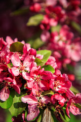Beautiful spring and summer background with cherry blossom