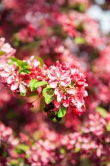 Beautiful spring and summer background with cherry blossom and bee