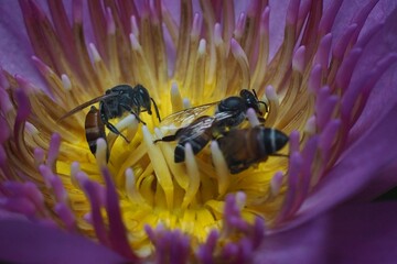 Bee inside pink lotus for drinking sugar waters, Thailand